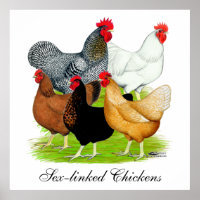 Sex-linked Chickens Quintet