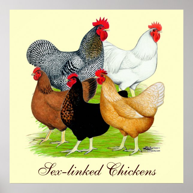 Sex-linked Chickens Quintet Poster (Front)