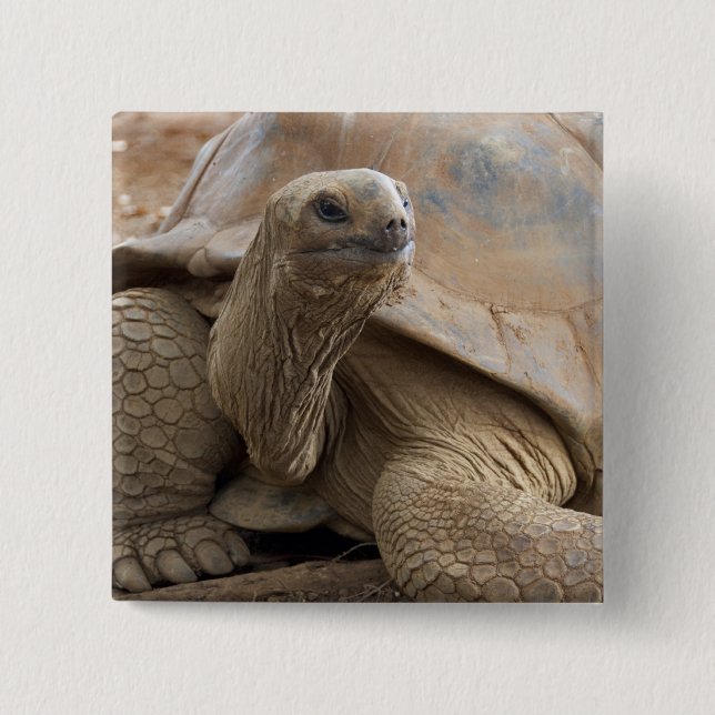 Seychelle Aldabran land tortoise 15 Cm Square Badge (Front)