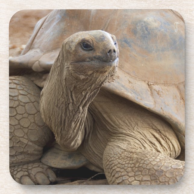 Seychelle Aldabran land tortoise Coaster (Front)