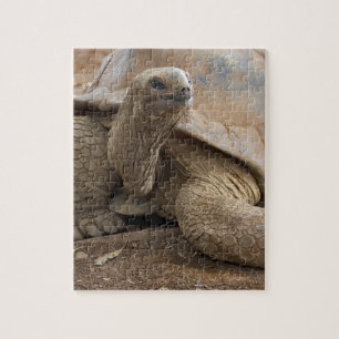 Seychelle Aldabran land tortoise Jigsaw Puzzle