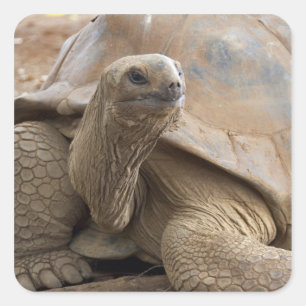 Seychelle Aldabran land tortoise Square Sticker