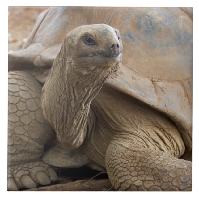 Seychelle Aldabran land tortoise Tile (Front)