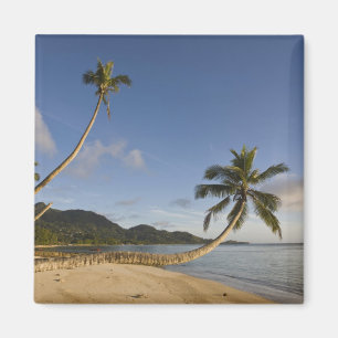 Seychelles, Mahe Island, horizontal palm, Magnet
