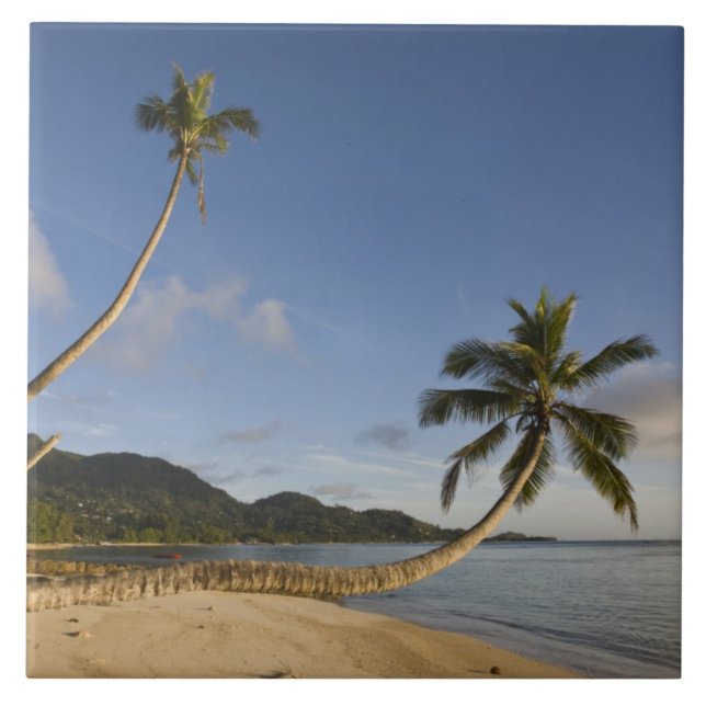 Seychelles, Mahe Island, horizontal palm, Tile (Front)