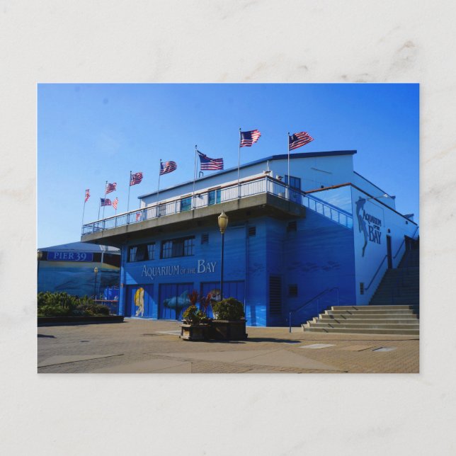 SF Aquarium of the Bay #4-2 Postcard (Front)