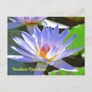 SG Blue water Lily #106N 0106 Postcard