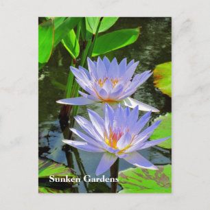 SG Pair of BLUE water lilies #101 00101 Postcard