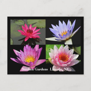 SG Waterlily Collage Postcard #1N 1100