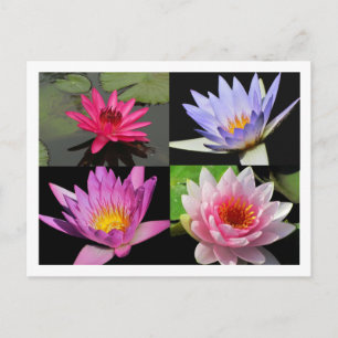 SG Waterlily Collage Postcard #2n 2200