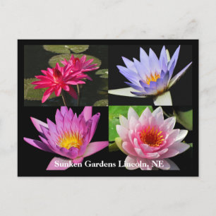 SG Waterlily Collage Postcard #6Nw 600