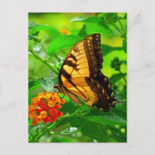 SG Yellow Swallowtail Postcard #81N 081
