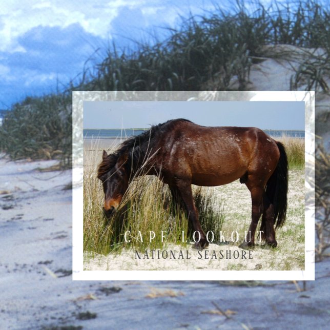 Shackleford Banks Wild Horse, Cape Lookout, NC Postcard (Creator Uploaded)