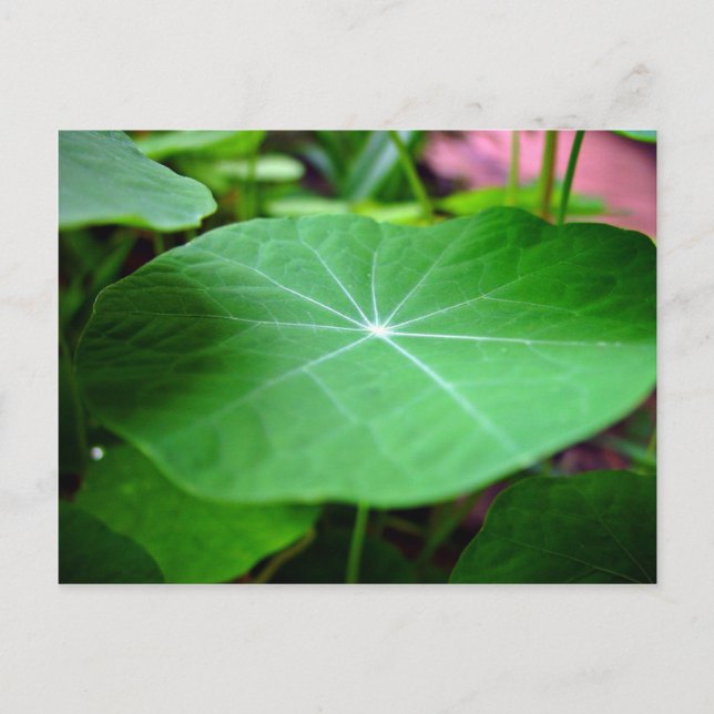 Shaddy Nasturtium leaf Postcard (Front)