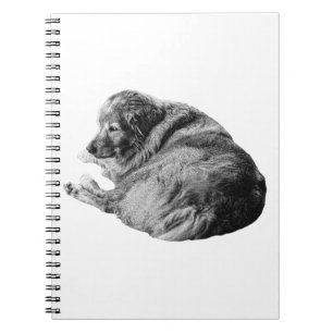 Shaded Dog Inspires Gentle Holiday Journal Entry