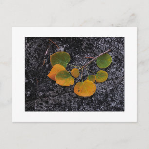 "Shades Of Autumn" Postcard