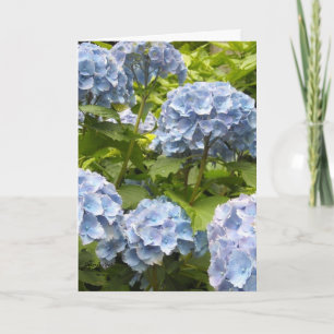 Shades of Blue Hydrangeas Card