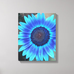 Shades of Blue Sunflower Wrapped canvas Print