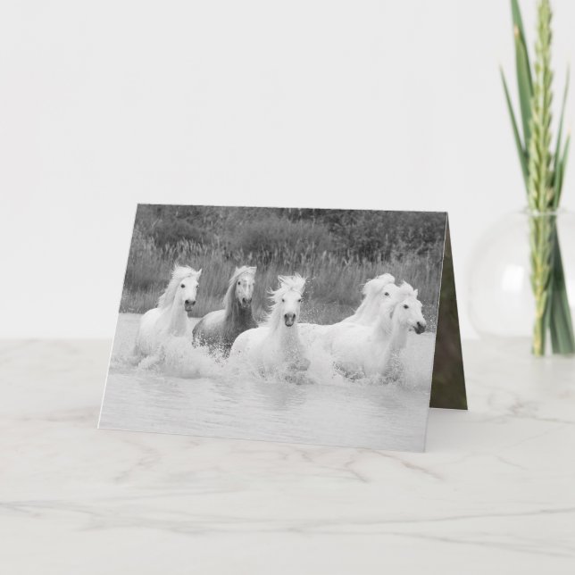 Shades of Grey - Horse Greeting Card (Front)