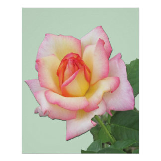 Shades of Pink Hybrid Tea Rose Peace Rose Poster