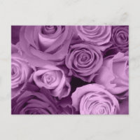 Shades of Purple Roses
