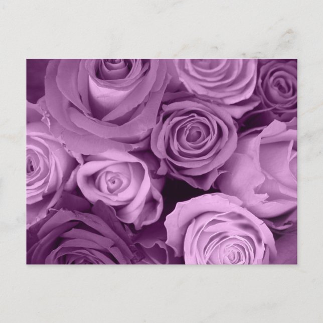 Shades of Purple Roses Postcard (Front)