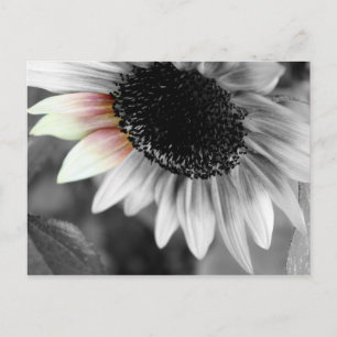 shades of sun postcards