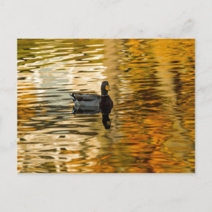 Shadow Duck Postcard