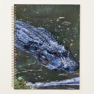 Shadow in the Shallows Planner