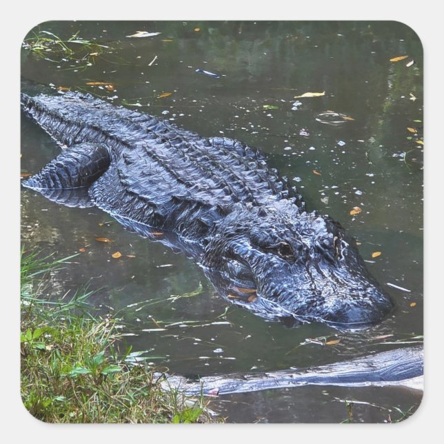 Shadow in the Shallows Square Sticker (Front)