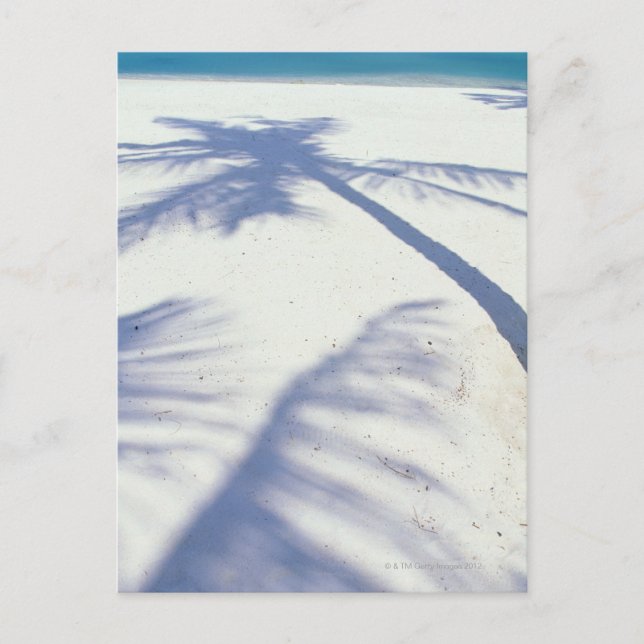 Shadow of Palm Tree 2 Postcard (Front)