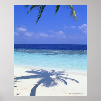 Shadow of Palm Tree Poster