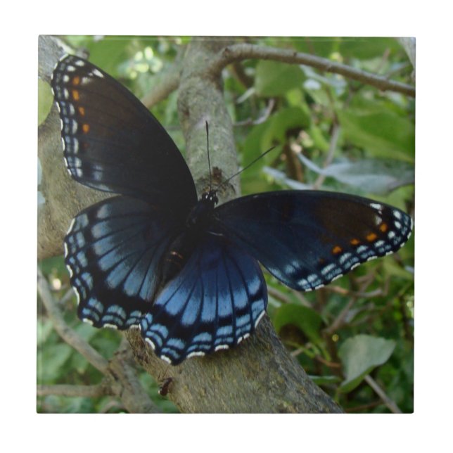 Shadowed Blue Butterfly Tile (Front)