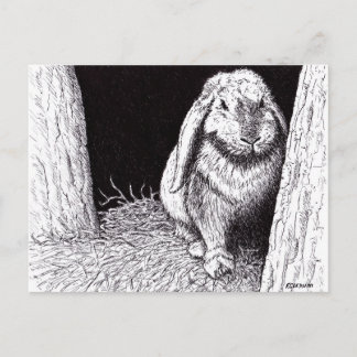 shadowy rabbit animal drawing postcard