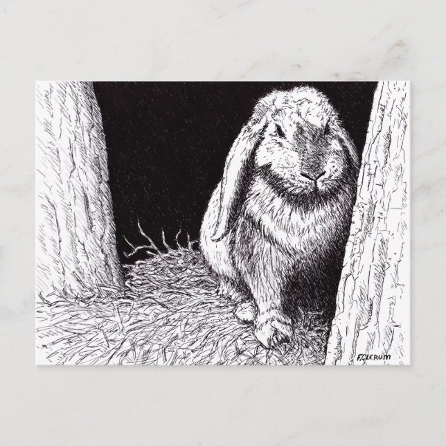 shadowy rabbit animal drawing postcard (Front)