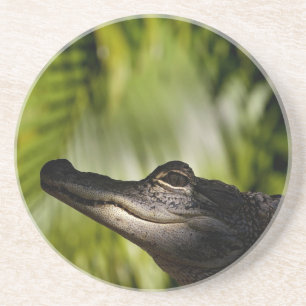 Shady Alligator coaster