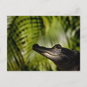 Shady Alligator postcard