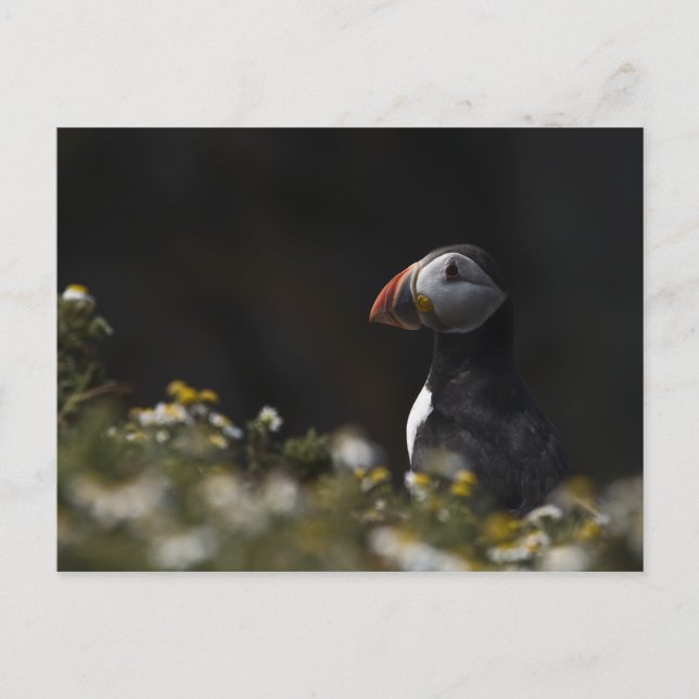 Shady Puffin Postcard (Front)