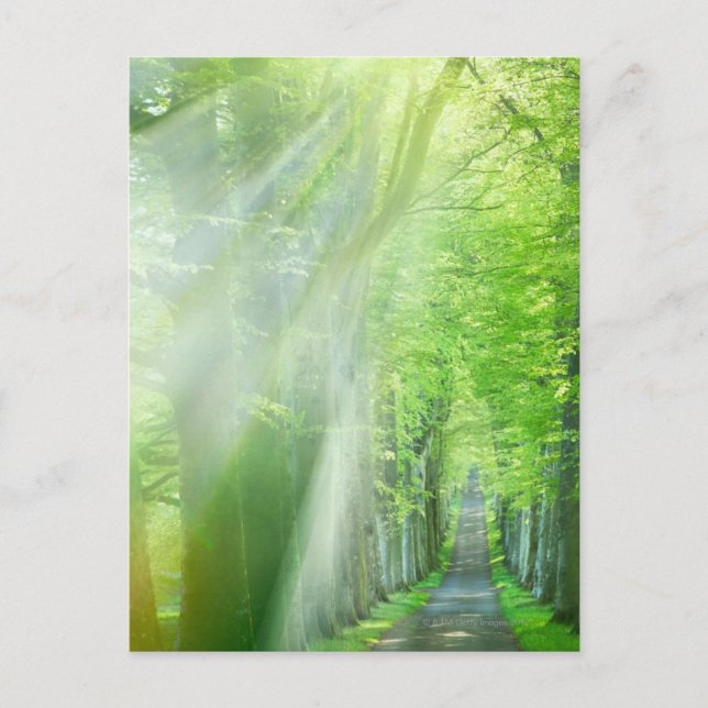 Shafts of Sunlight Postcard (Front)