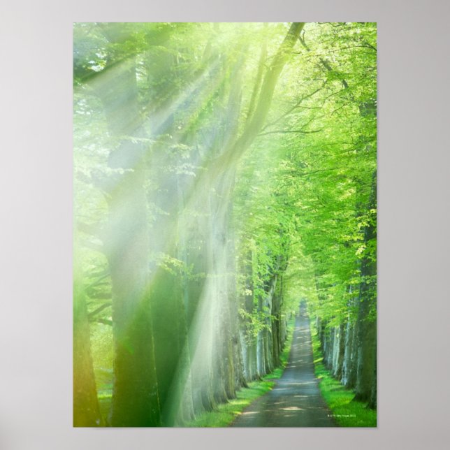 Shafts of Sunlight Poster (Front)