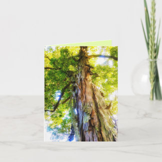 Shagbark Hickory Greeting Card