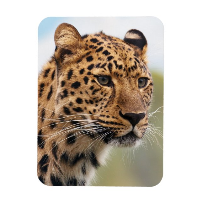 Shaggy Adult Cheetah in the Wild Magnet (Vertical)