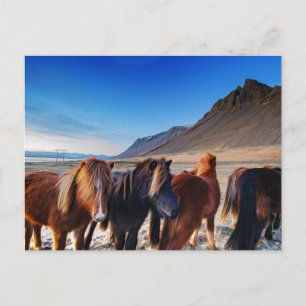 Shaggy Iceland Horses Postcard