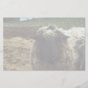 Shaggy Sheep Stationery