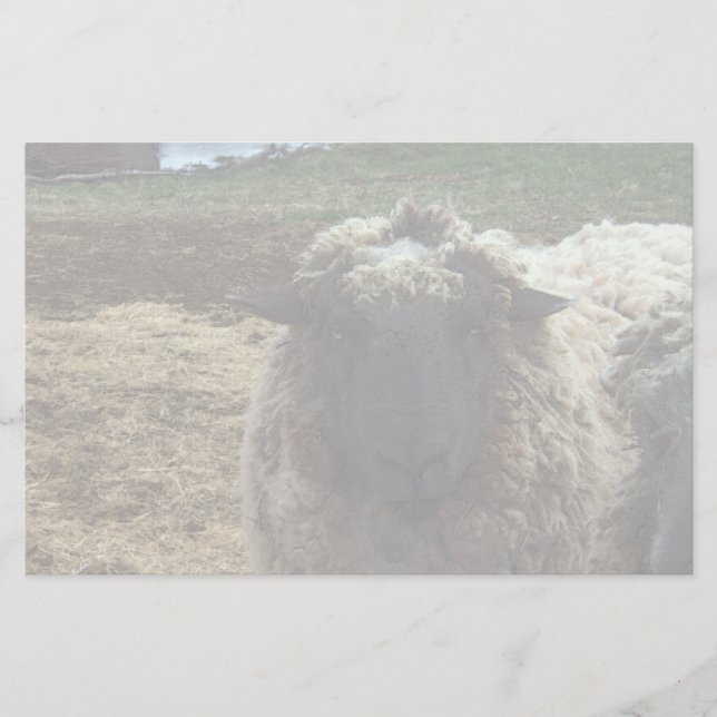 Shaggy Sheep Stationery (Front)