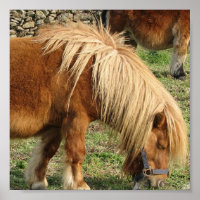 Shaggy Shetland Pony Poster