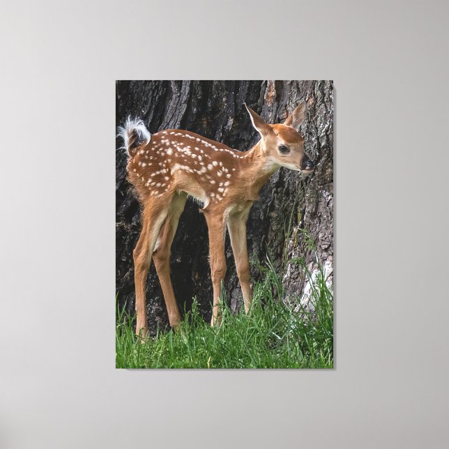 Shaky Legs Fawn Canvas Print (Front)