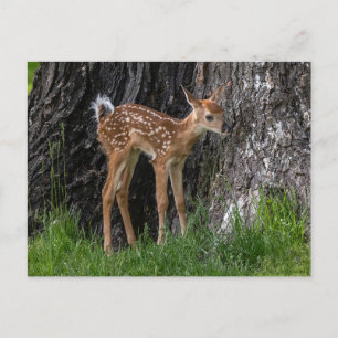 Shaky Legs Fawn Postcard