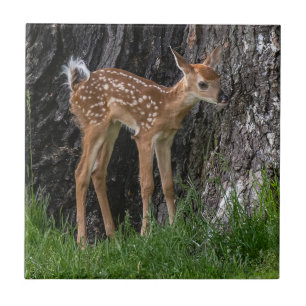 Shaky Legs Fawn Tile