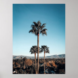Shallow focus photo of palm trees in the morning poster
